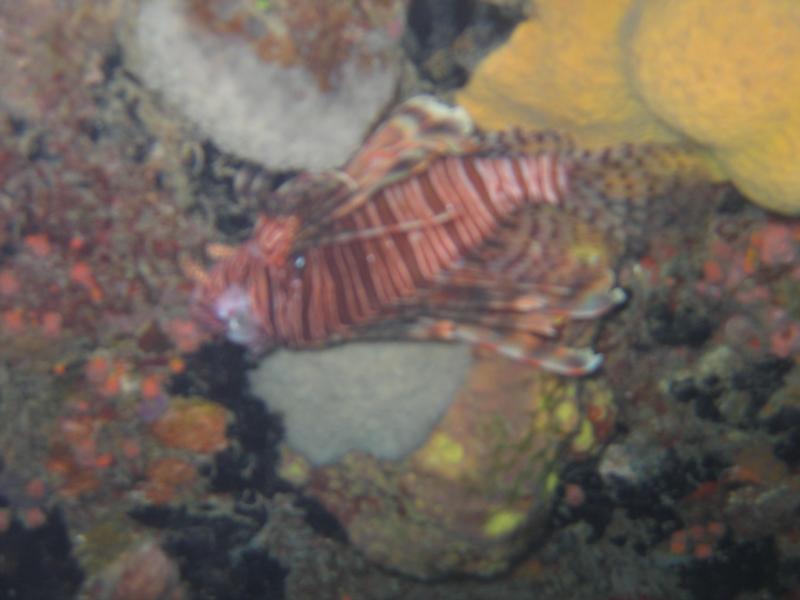 Red Lion Fish