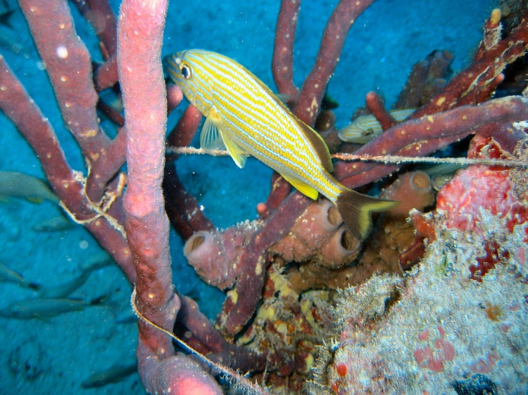 Molassis Reef, off Key Largo
