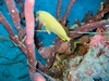 Molassis Reef, off Key Largo