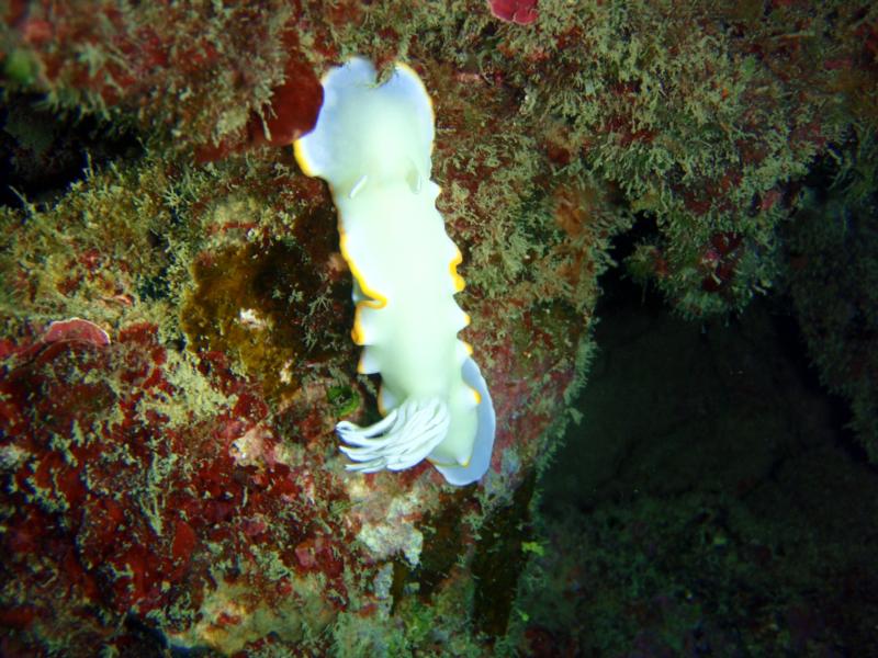 Nudibranc, Okinawa Japan Sunabe Sea Wall