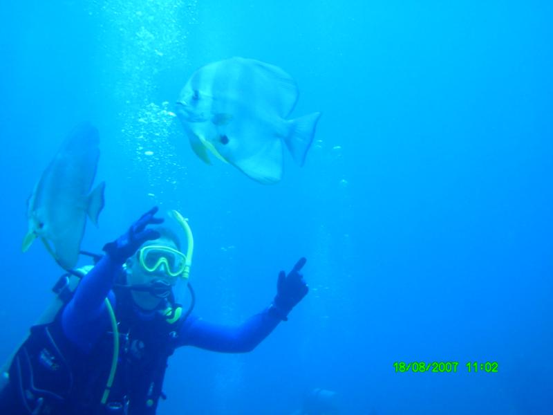 Bat Fish Okinawa Japan