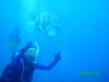 Bat Fish Okinawa Japan