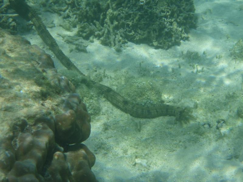 Sea Cucumber eating in Itoman