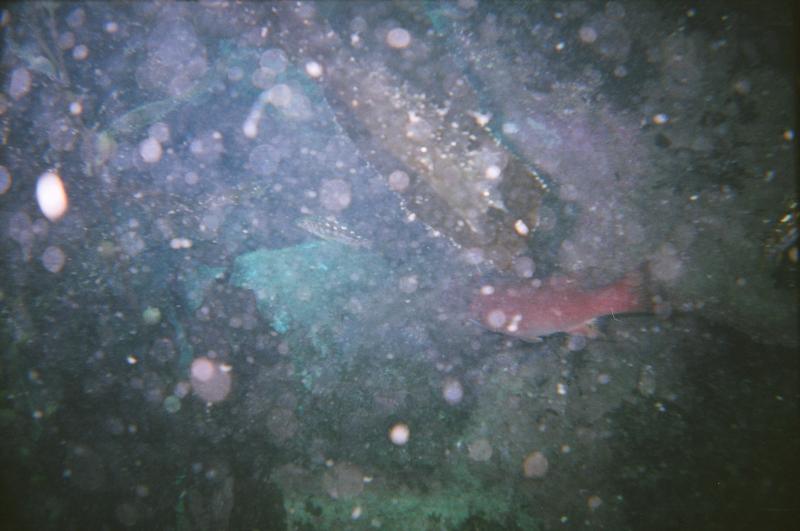 female sheephead?