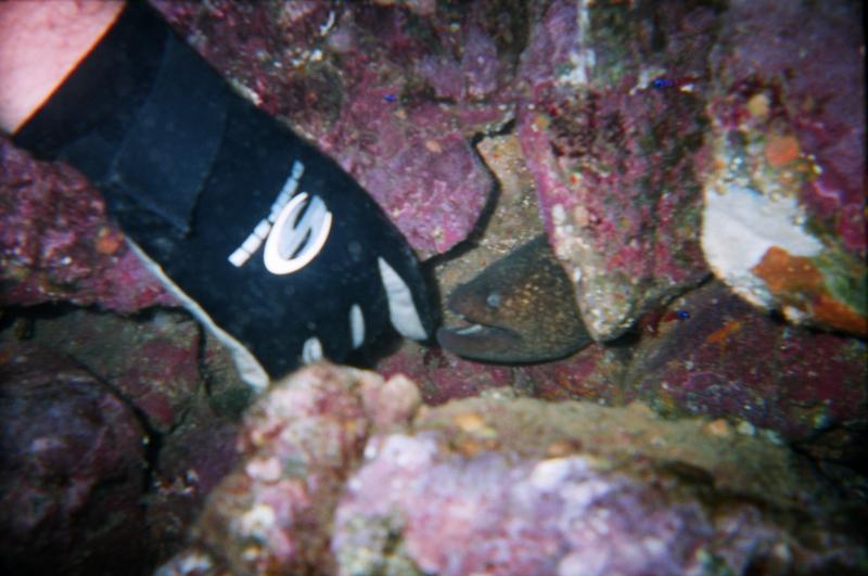 friendly eel