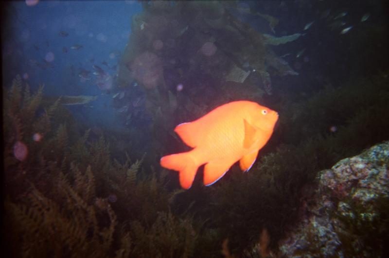 Cool Garibaldi fish