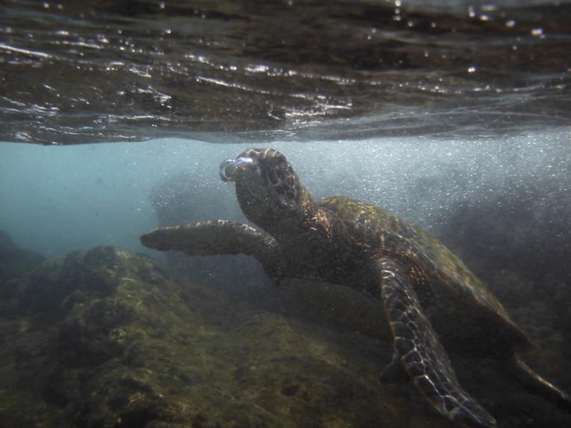 Honu