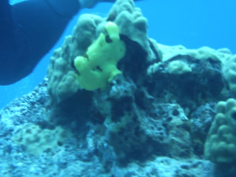 Frogfish