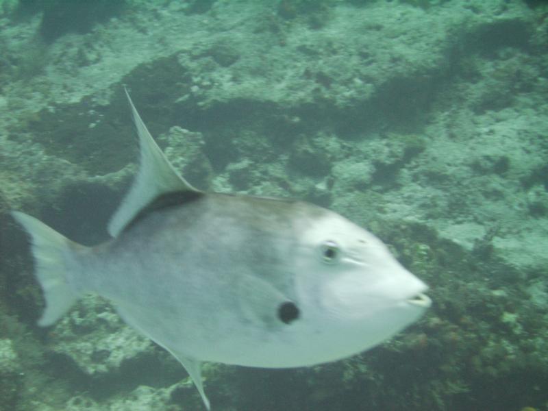 trigger in cozumel