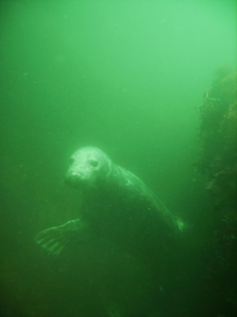 seal at the Isles of Shoal NH