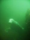 seal at the Isles of Shoal NH