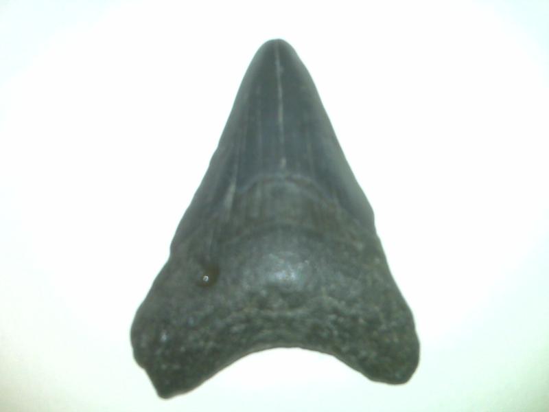 Shark Teeth-Service Park Area, FL - Thanks Scott