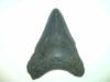 Shark Teeth-Service Park Area, FL - Thanks Scott