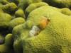 Christmas Tree Worm