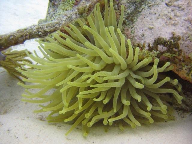 Anemone