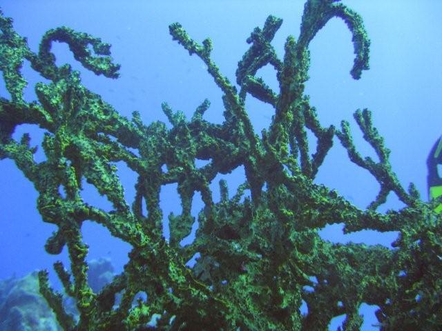 Green Coral?