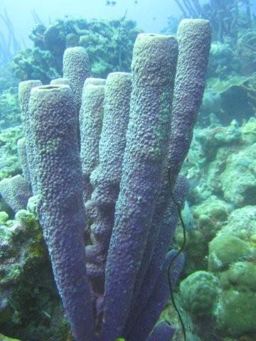 Tube Sponge