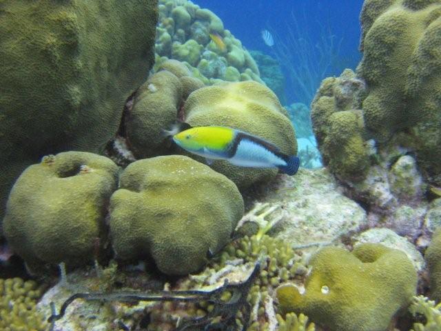 Yellow Headed Wrasse