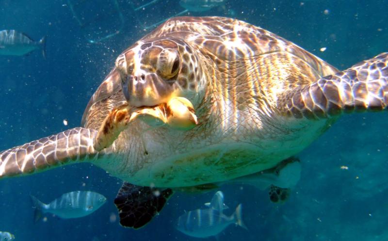 turtle eating banana 