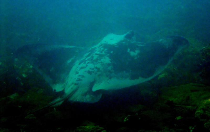 New Zealand - EAGLE RAY