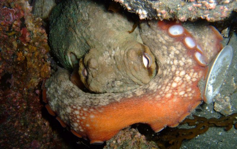 New Zealand - Octopus 