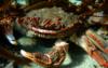 New Zealand - Crab