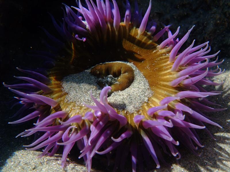 New Zealand - Surf Anemone