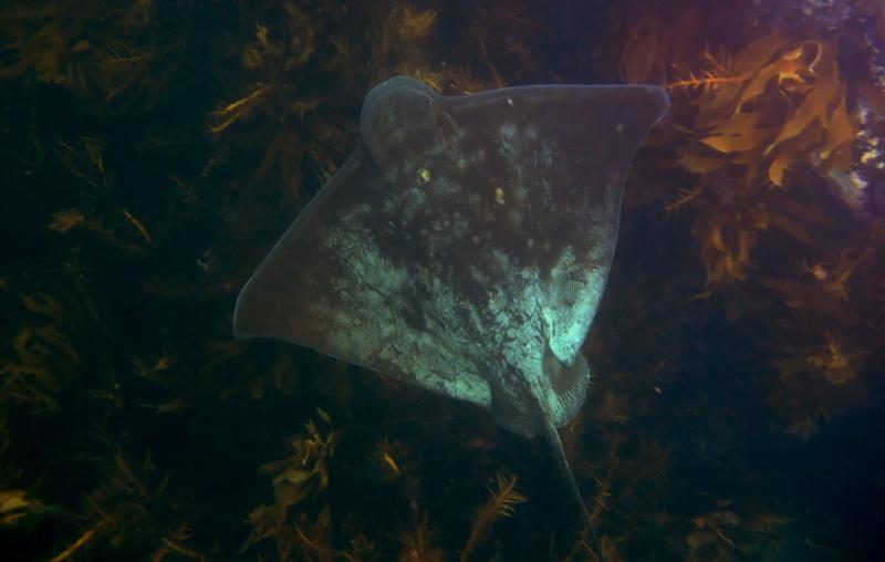 New Zealand - Eagle Ray