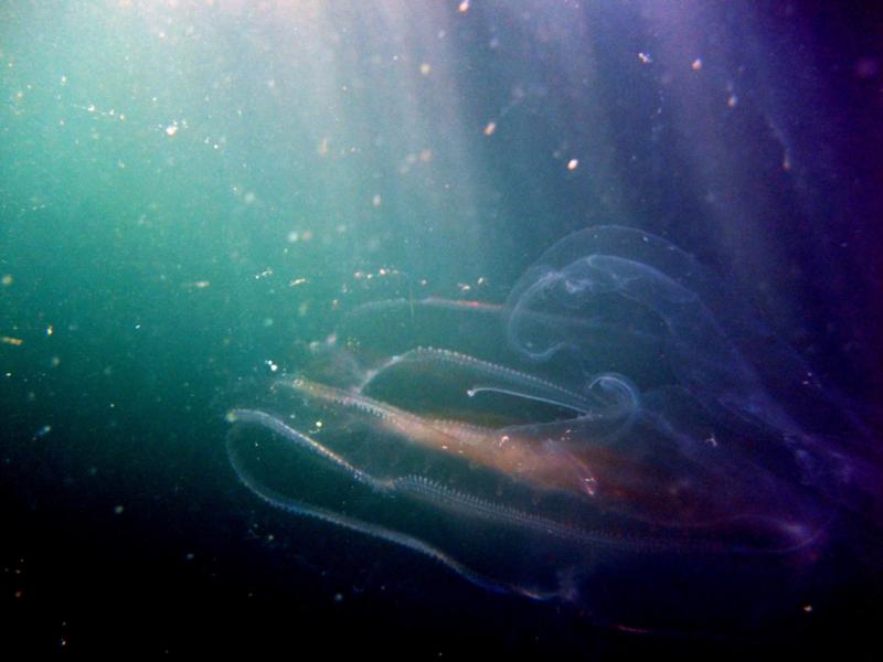 New Zealand - Jelly 