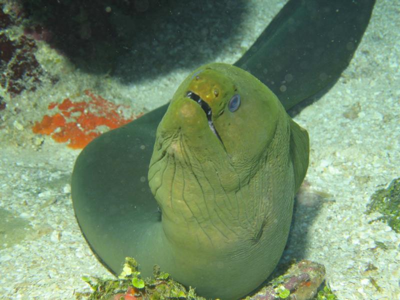 Green Moray in Roatan