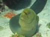 Green Moray in Roatan