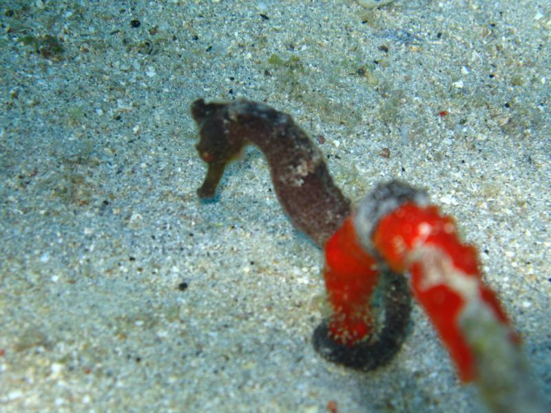 seahorse in St. Croix