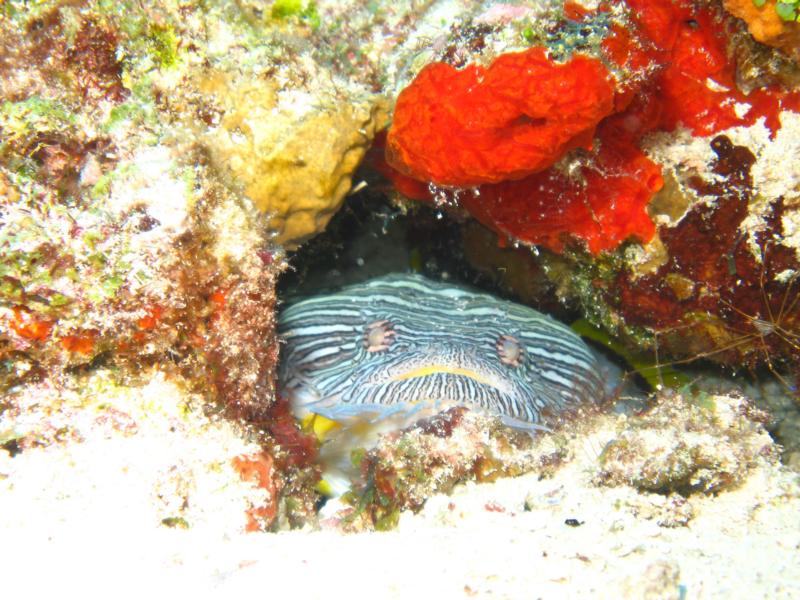 Splendid Toadfish