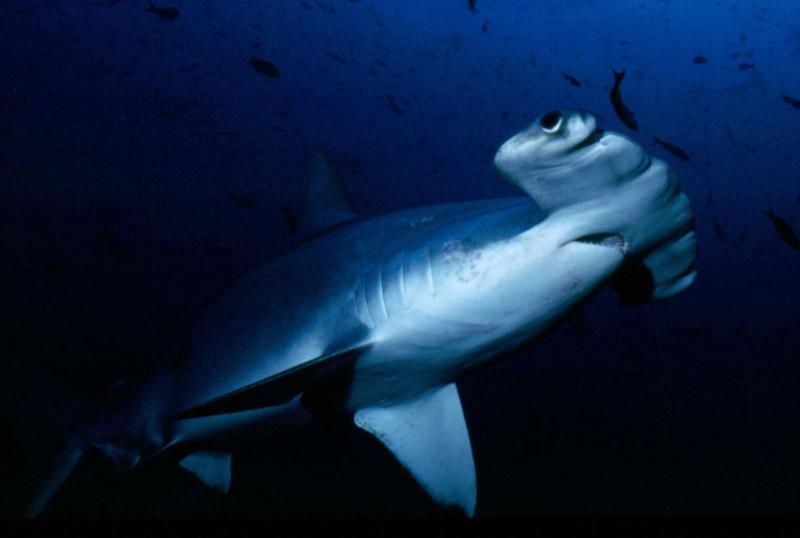 Galapagos hammerhead shark