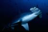 Galapagos hammerhead shark