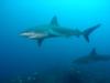 galapagos shark