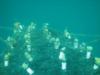 coral nursery Tayrona Park