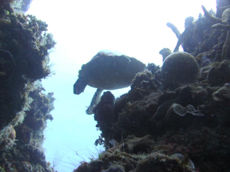 sea turtle, cuzumel (the Bricks)