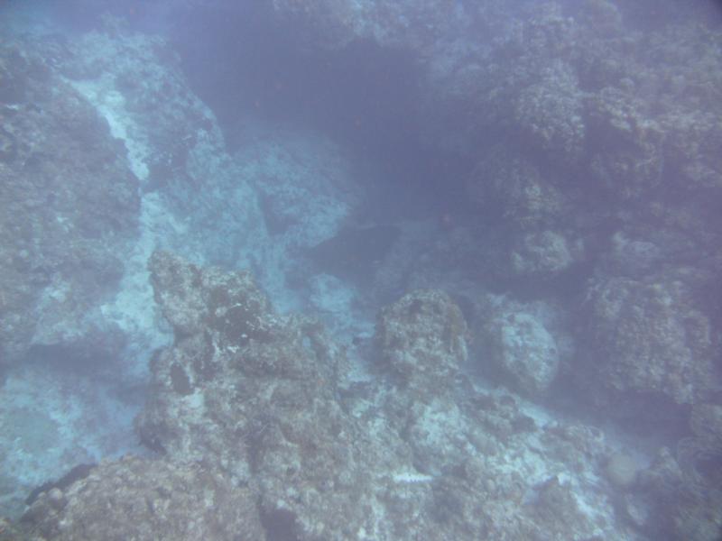 can you see him he’s there, Eagle Ray of course at end of dive!