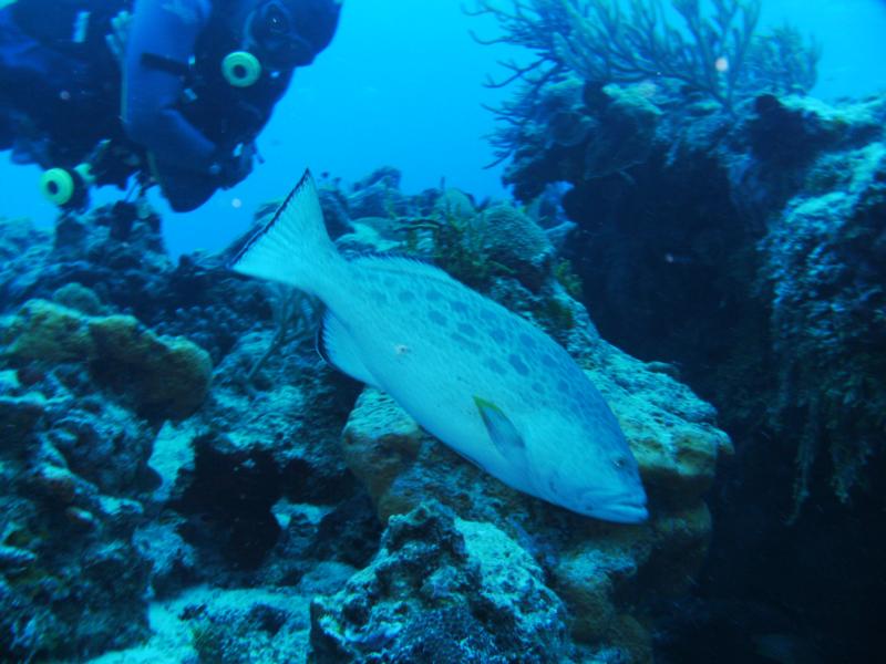  Cozumel, Grouper 