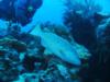  Cozumel, Grouper 