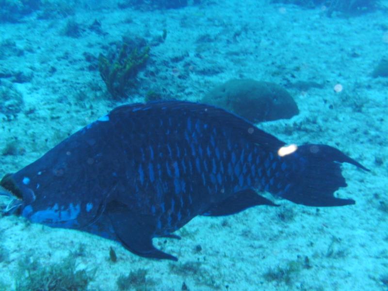 Pretty big Parrot Fish, Cozumel.