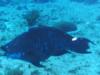 Pretty big Parrot Fish, Cozumel.