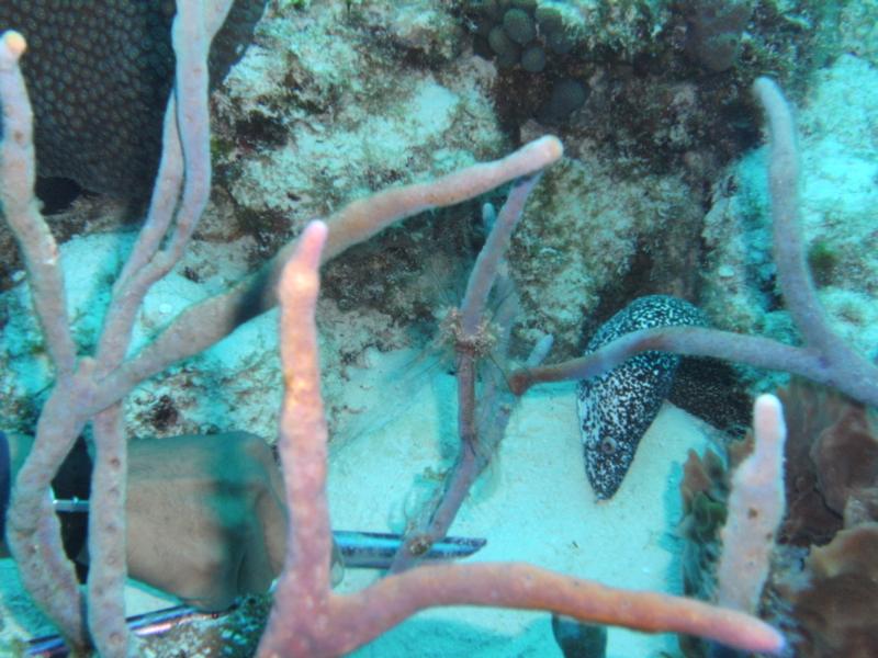 Trying to get this Spotted Morey out of his home, Cozumel.