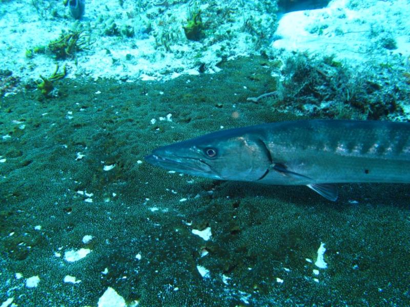 Baracuda