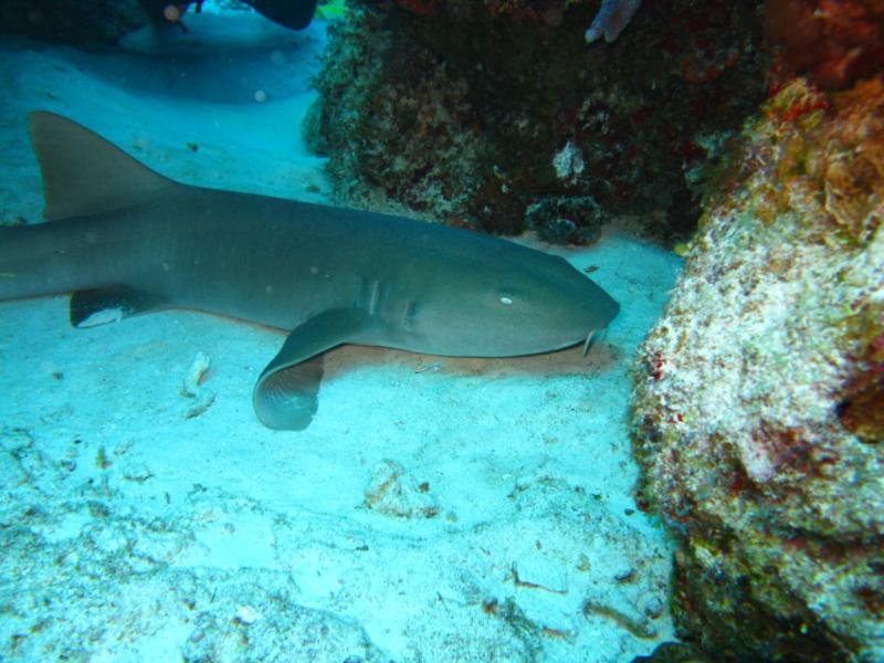 nurse shark