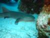 nurse shark