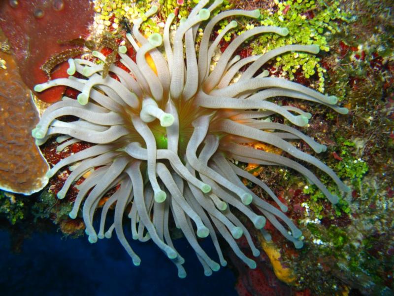 anemone