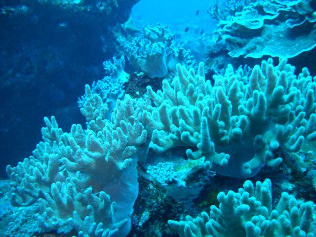 Coral thrives due to low diver activity