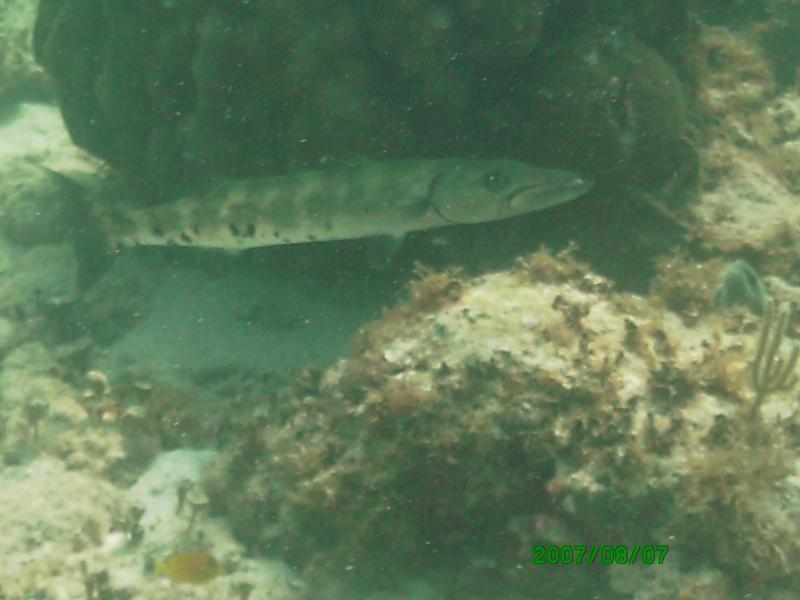 Baracuda